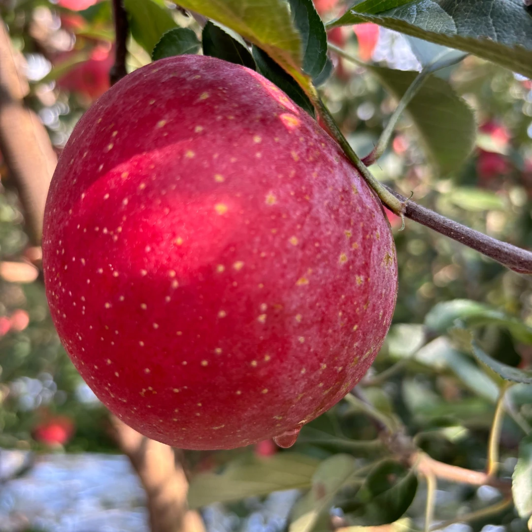 2025新鲜脆甜云南红露丑苹果产地直发 现摘现发