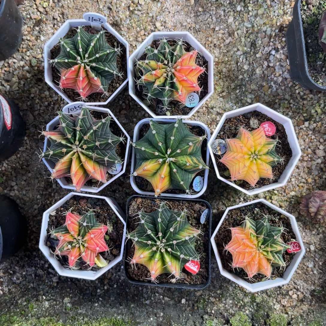 豪*八颗一起    带盆土发货