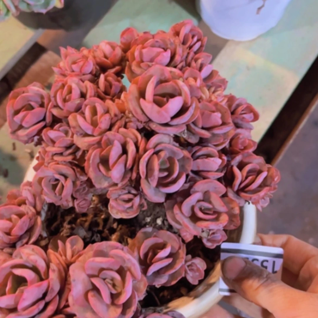【闪购商品】秀妍15351
