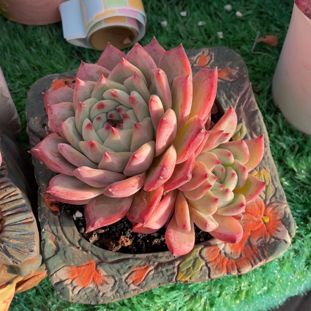 多肉植物盆栽多肉