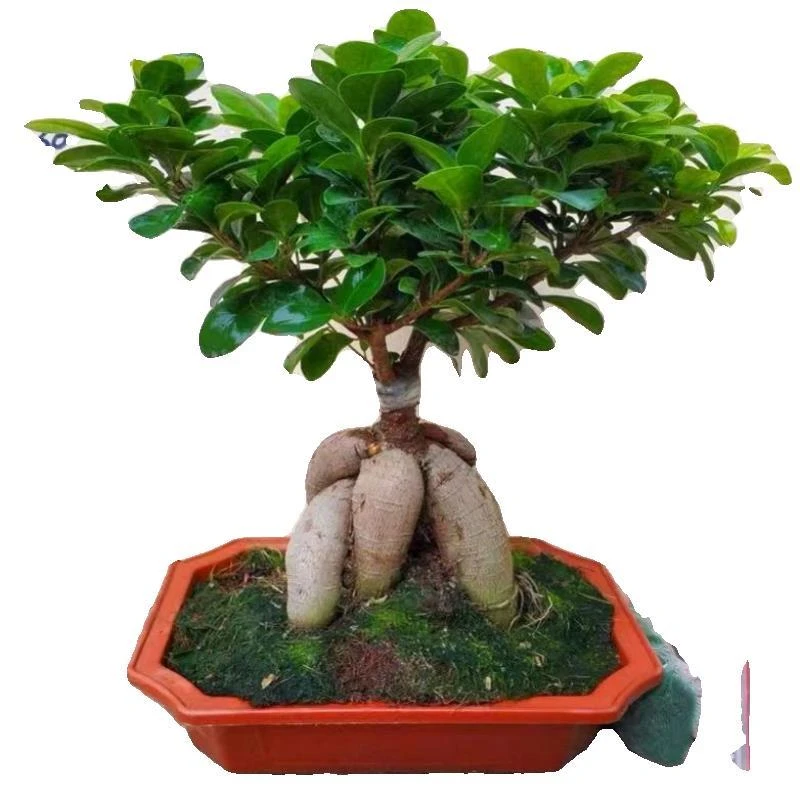 小榕树盆栽人参榕四季常青地瓜榕绿植办公室桌面造型树桩净化空气