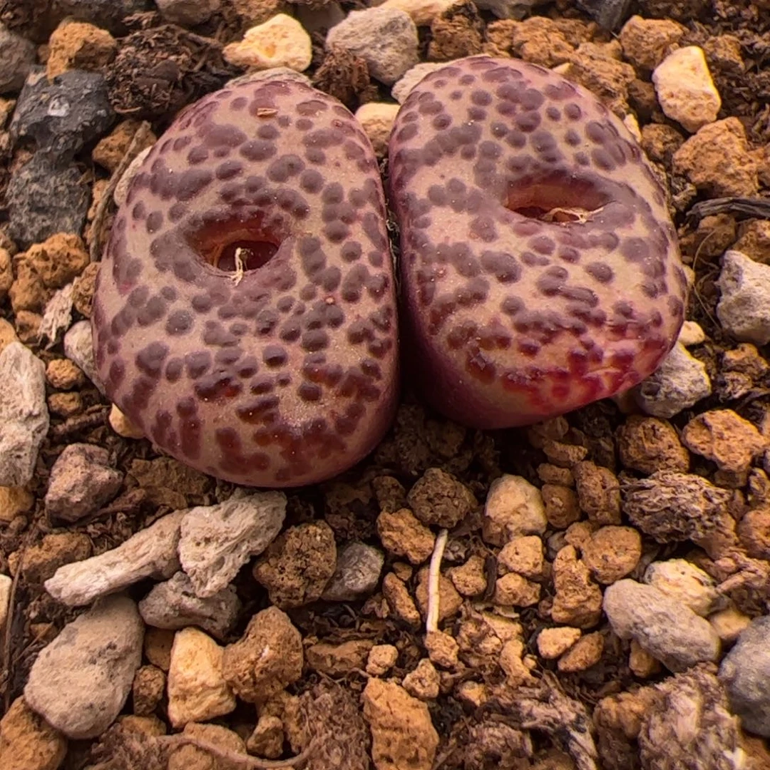 84号大黑点泡泡12.27多肉