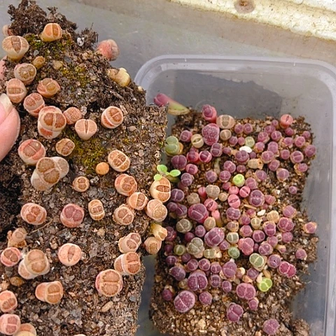 21513团团圆圆呀呀