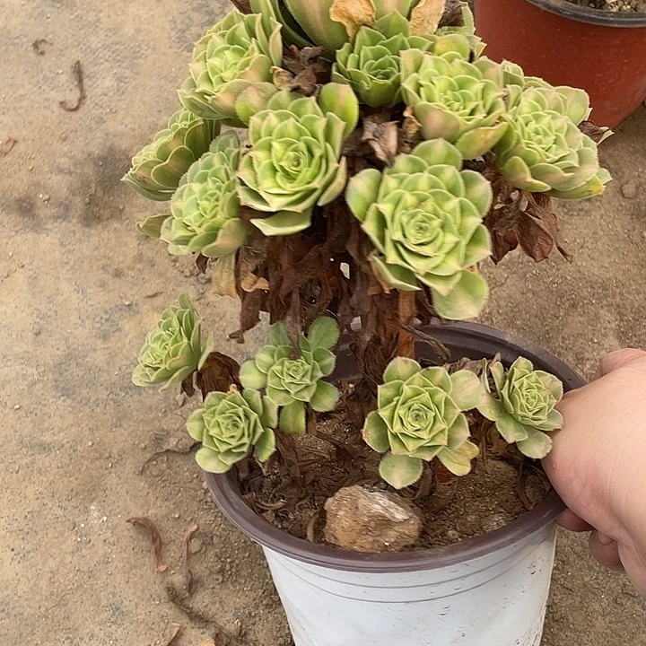 326琉璃多肉植物福利