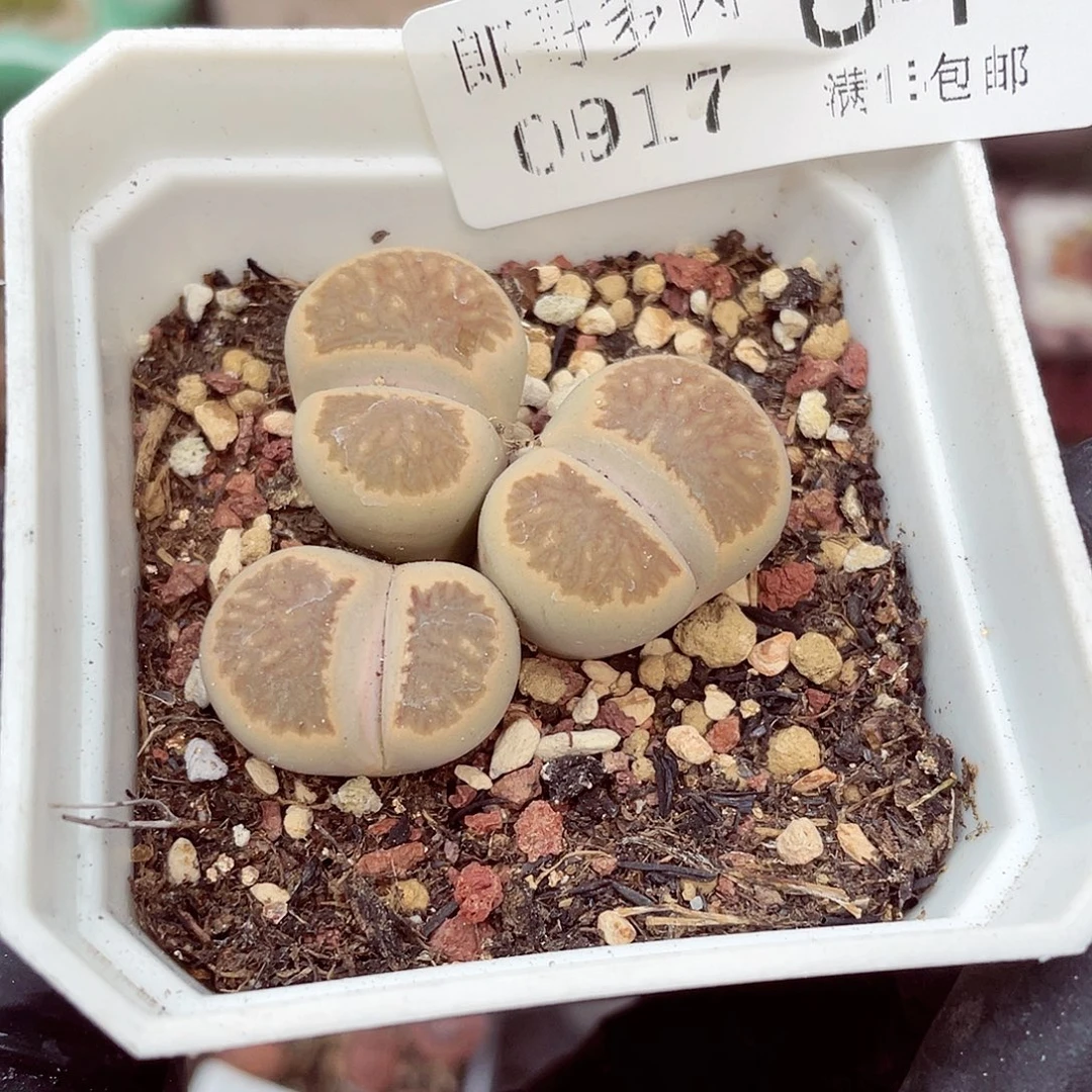 生石花18包邮0917-84