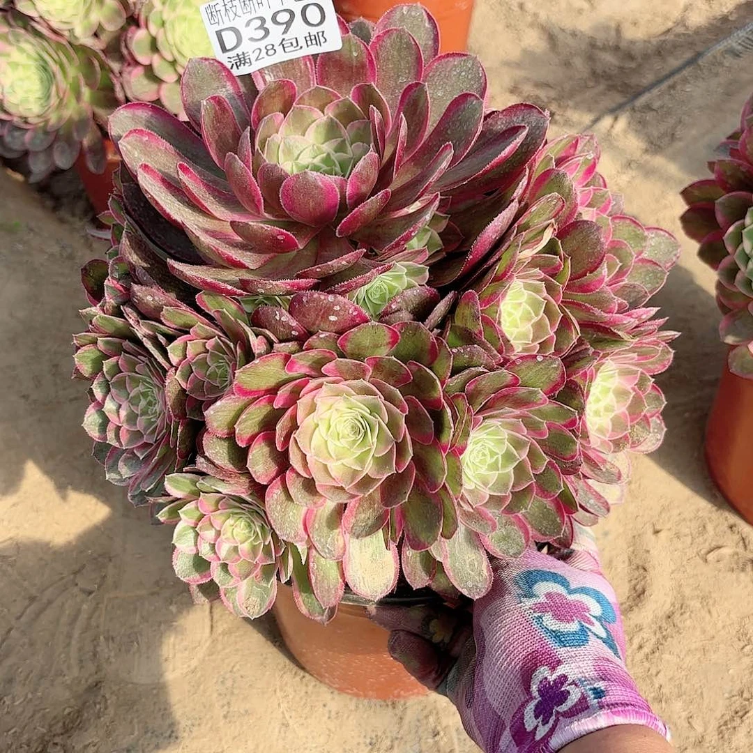 女*氓O. 390孔雀翎多肉11111