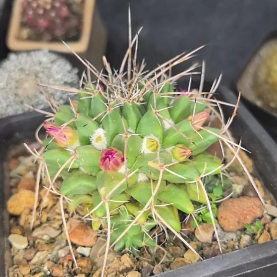 实生乳突属不知名刺球直径7带盆土