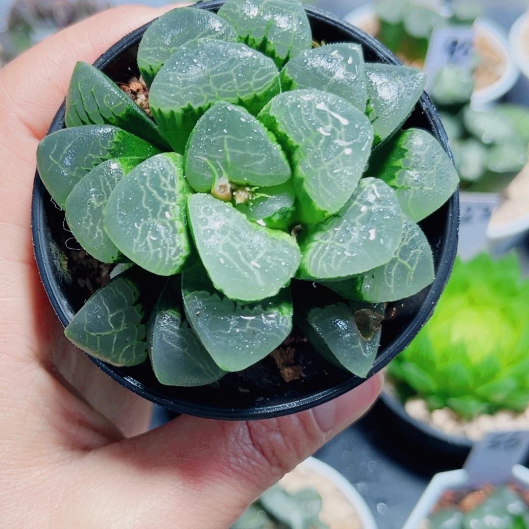 祥云克多肉植物66666