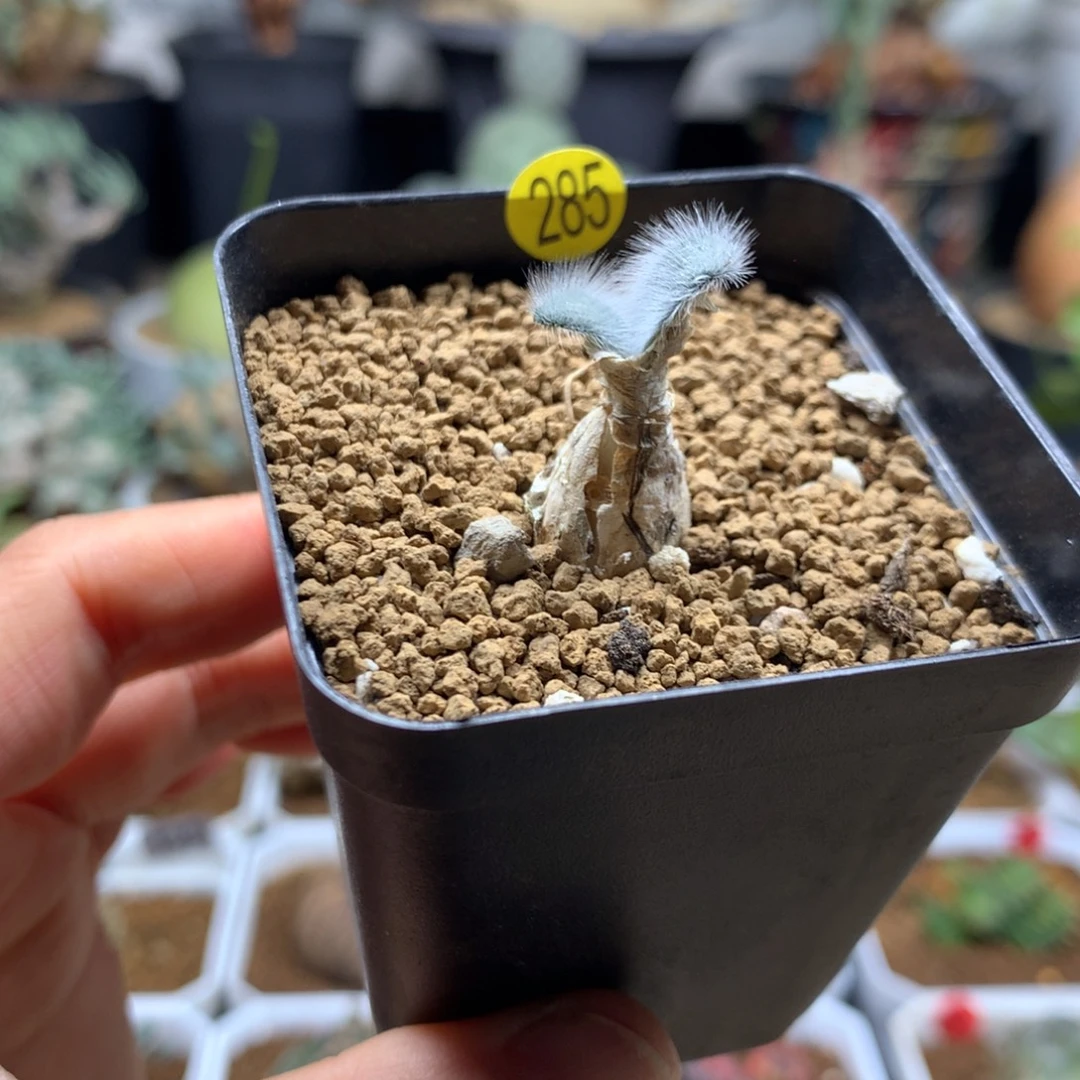 毛叶石蒜多肉带盆285