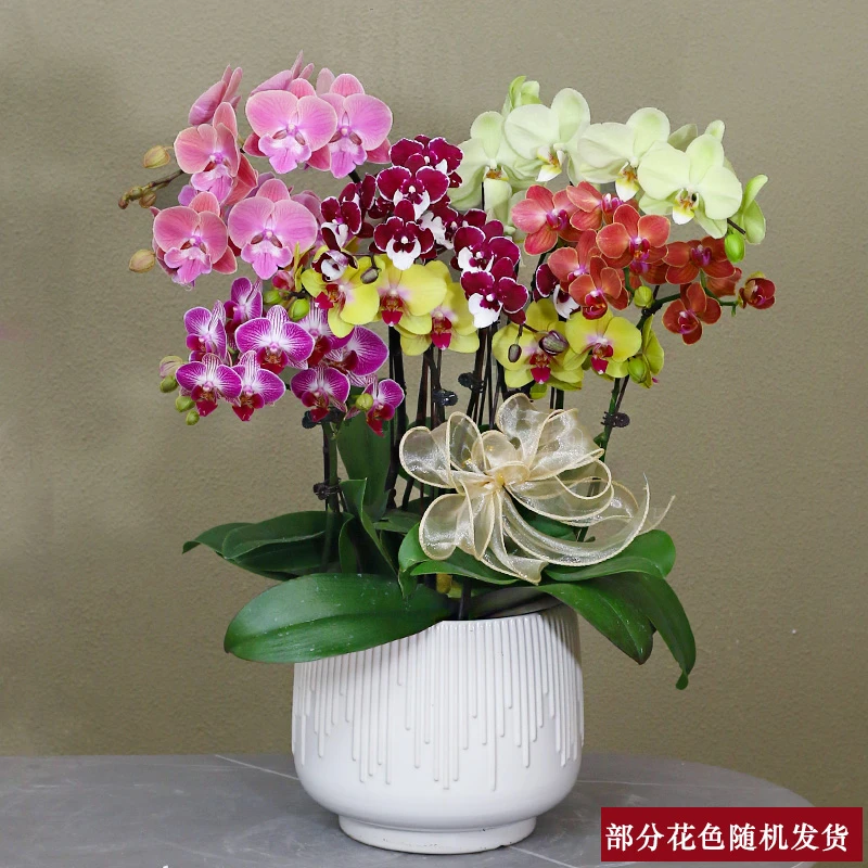 蝴蝶兰【彩花组合】带花带盆组好伴手礼送礼茶桌客厅工位美化装饰