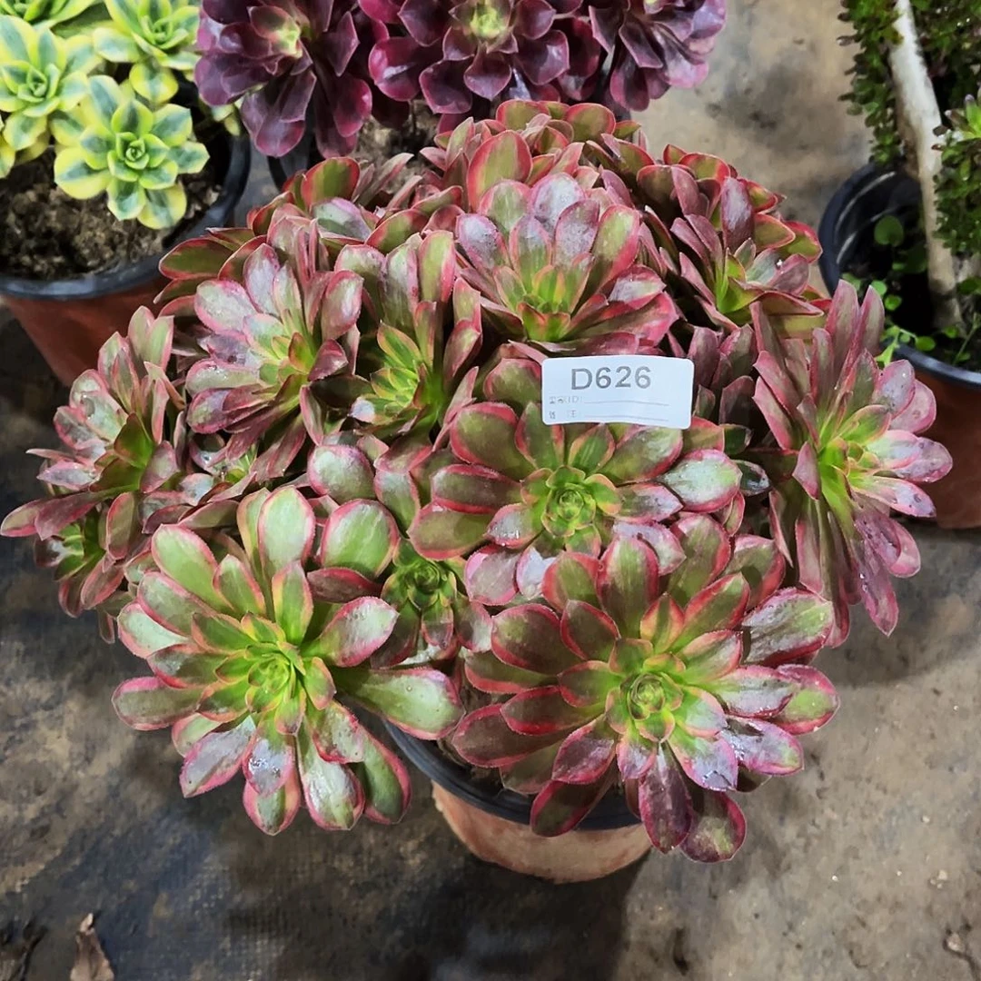 多肉植物626安娜优选