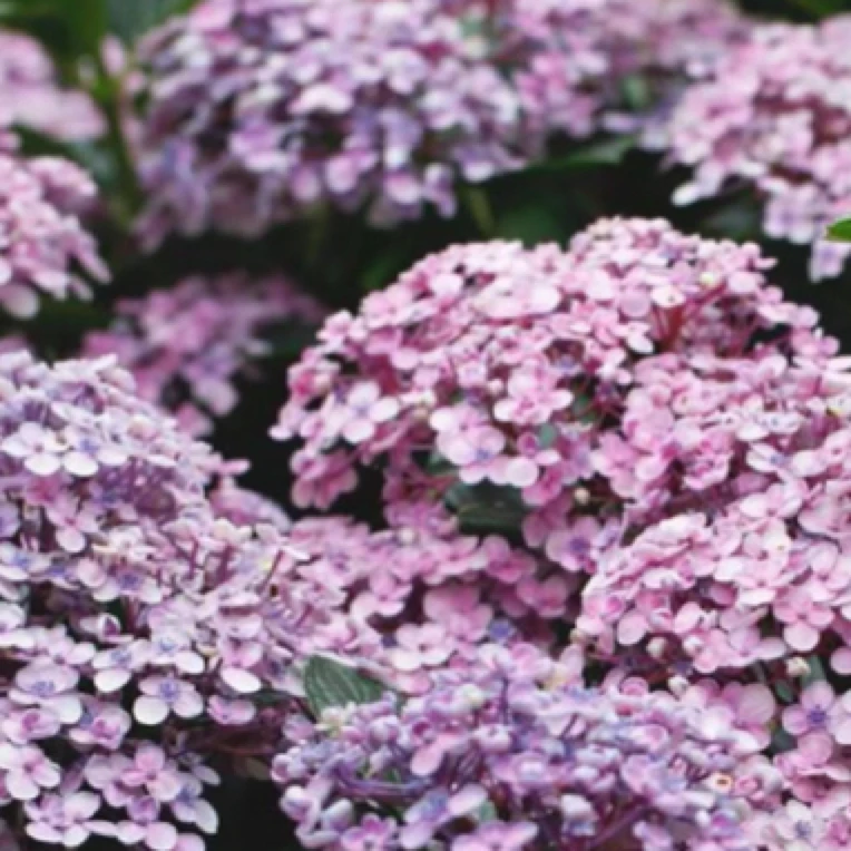 【爱莎】露天绣球花大苗室外阳花园庭院别墅盆栽地栽花卉绿植女儿