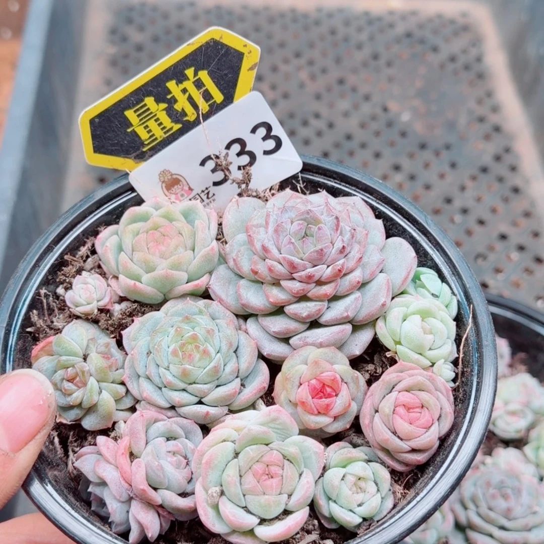 多肉植物多肉植物