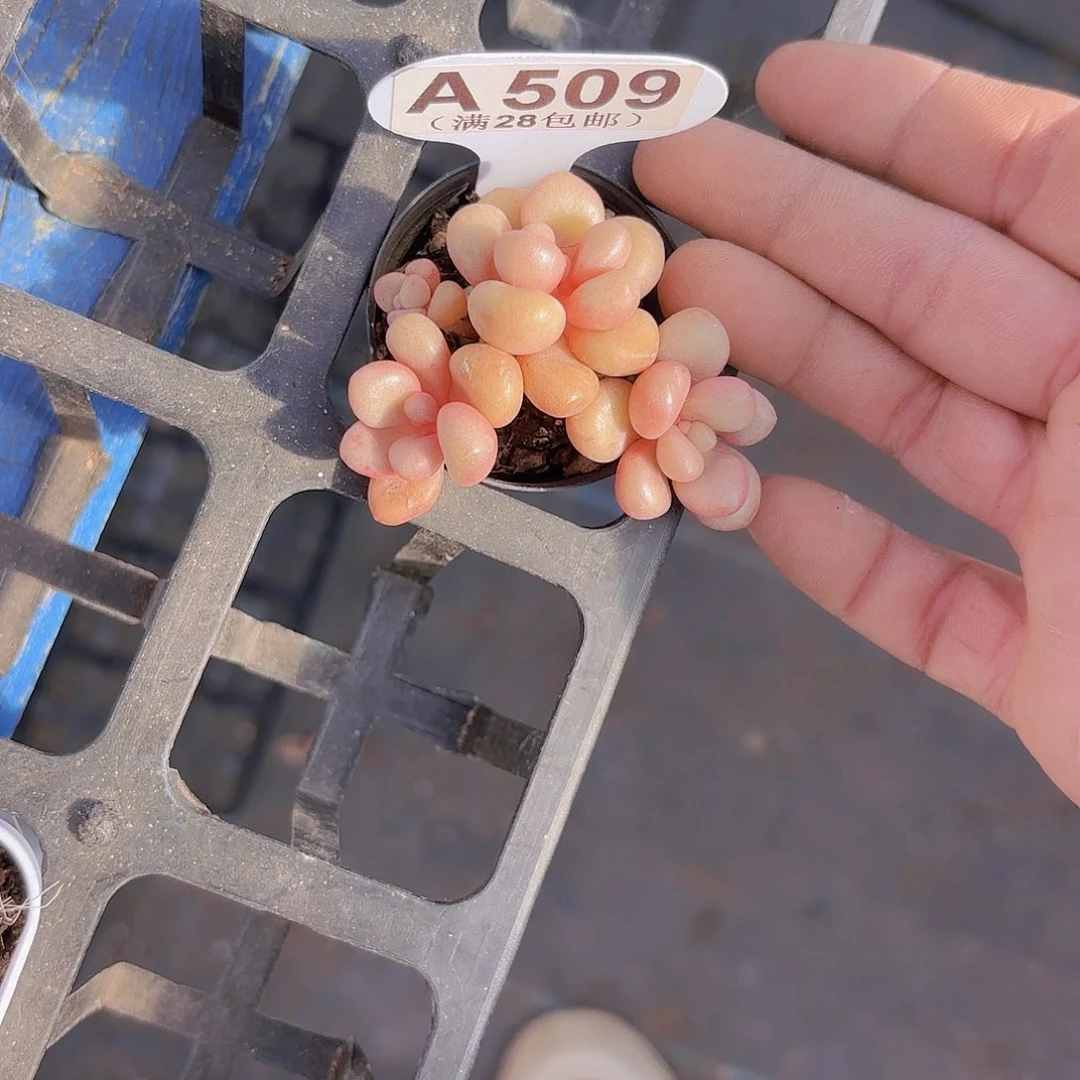 A509先锋派一物一拍