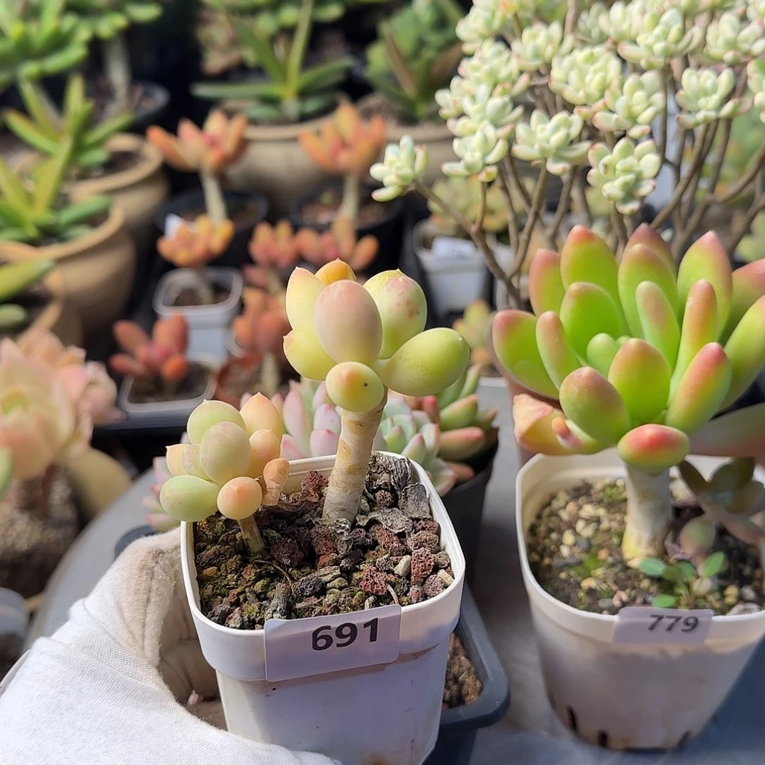 静****晴691号 一物一拍