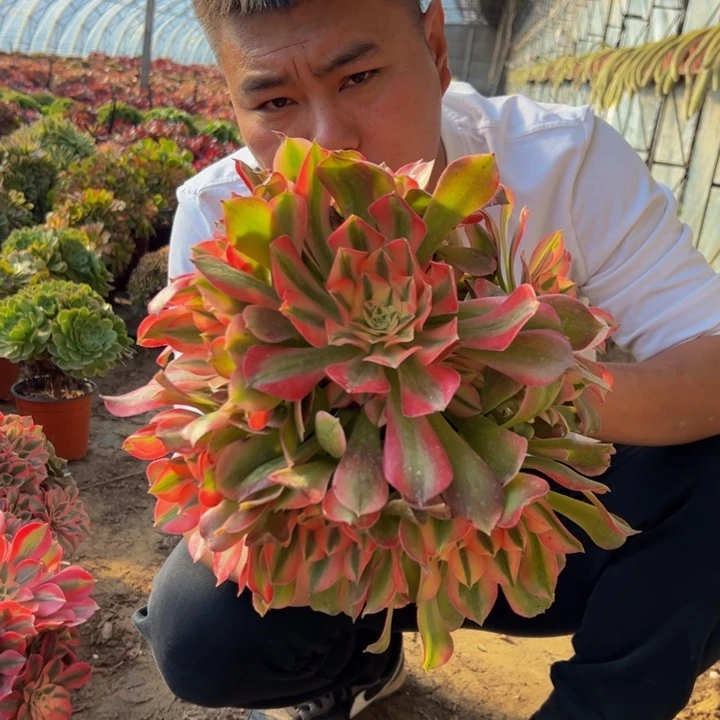 23.8香妃一棵包邮