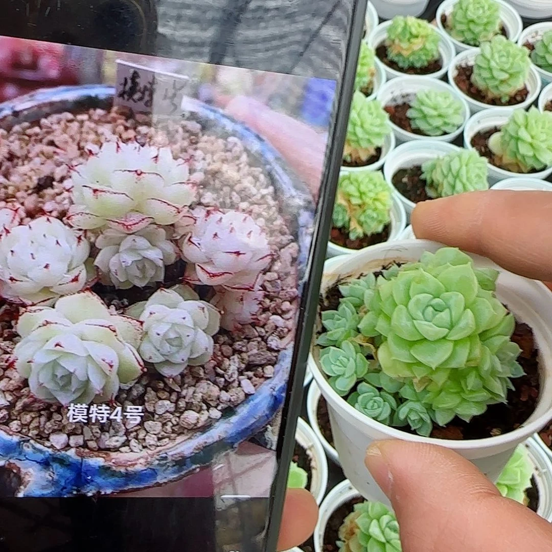 【闪购商品】0509-14（模特-4）