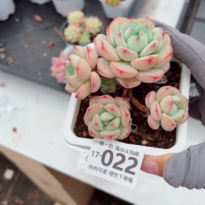 白底香草无盆土发货多肉多肉