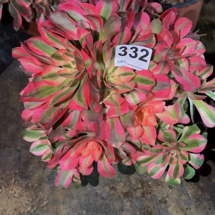 332红牡丹多肉植物不售后砍头老桩