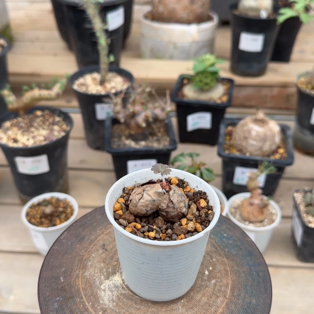 547肾叶洋葵块根植物