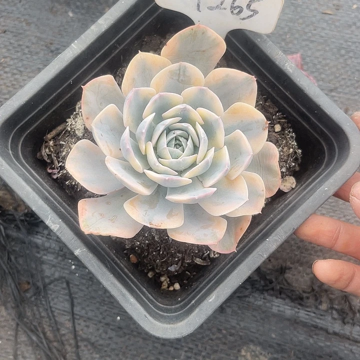晨语多肉，一物一拍锦265