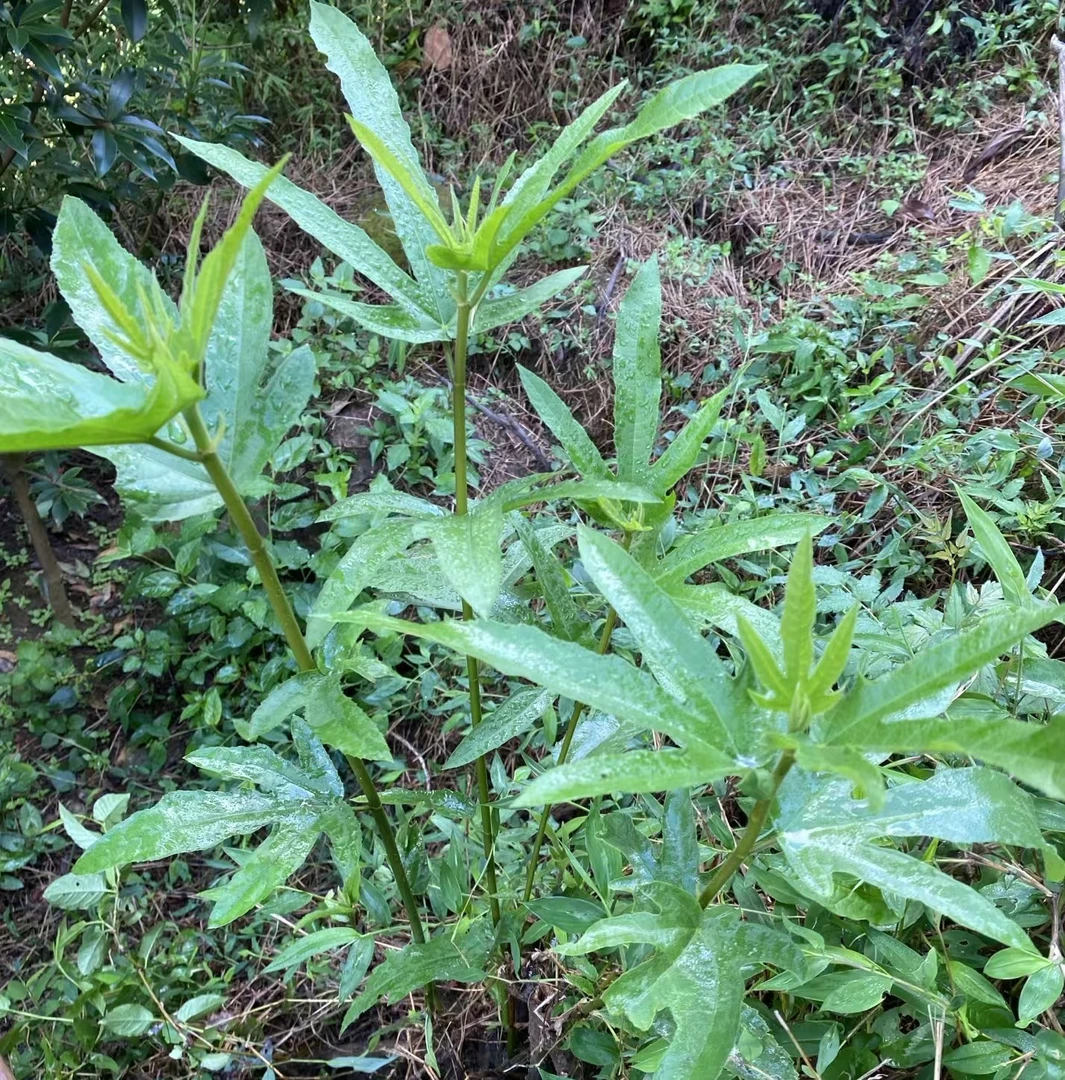 正宗野生五指毛桃七指毛桃纯天然祛湿泡酒煲汤靓汤煲汤材料新鲜