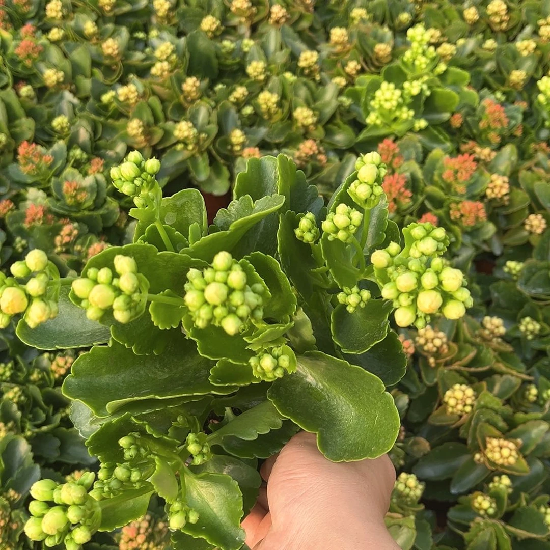 130大盆巴伯尔黄色