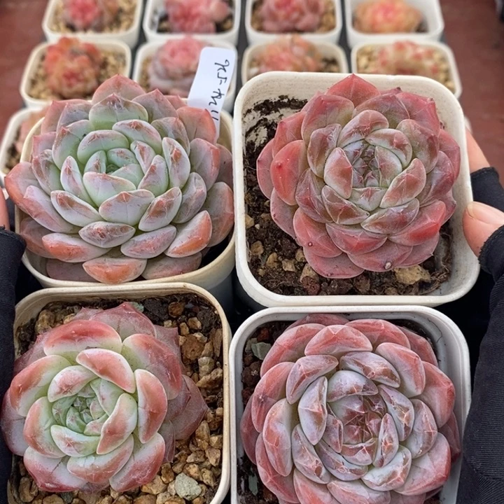 1124-526。粉魄4个