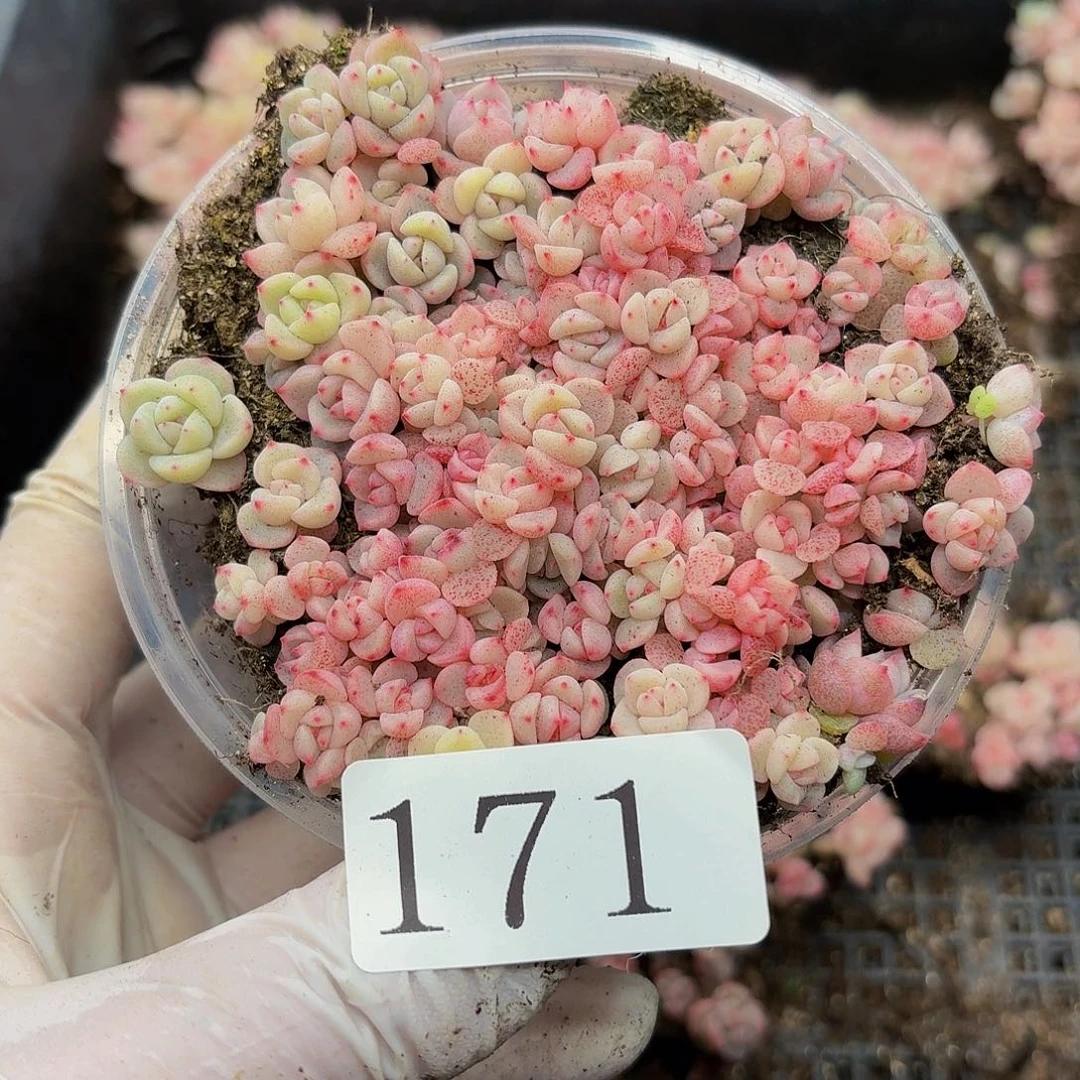 ୧**多肉植物多肉植物171