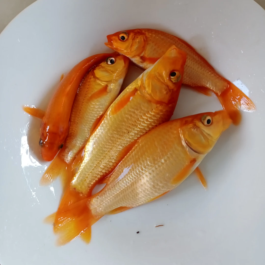 【活体】贵州红鲤鱼（2-16厘米）观赏鱼淡水鱼冷水鱼