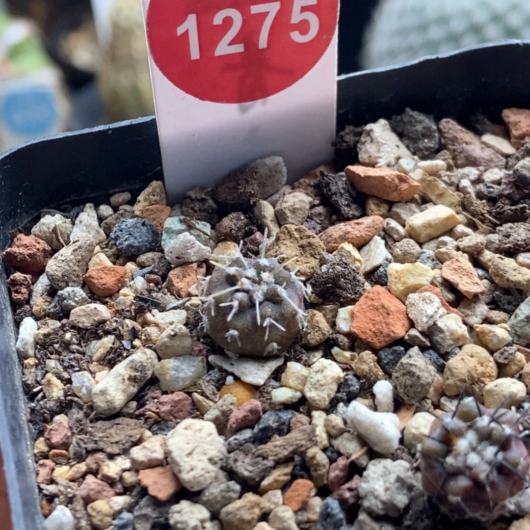 左*吖实生白刺黑王丸1cm