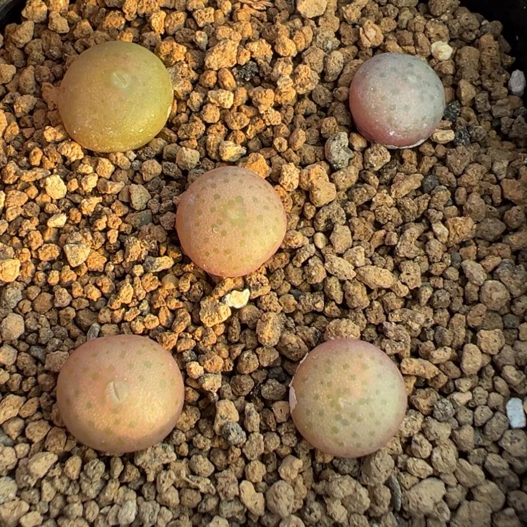 18-40肉锥多肉植物，