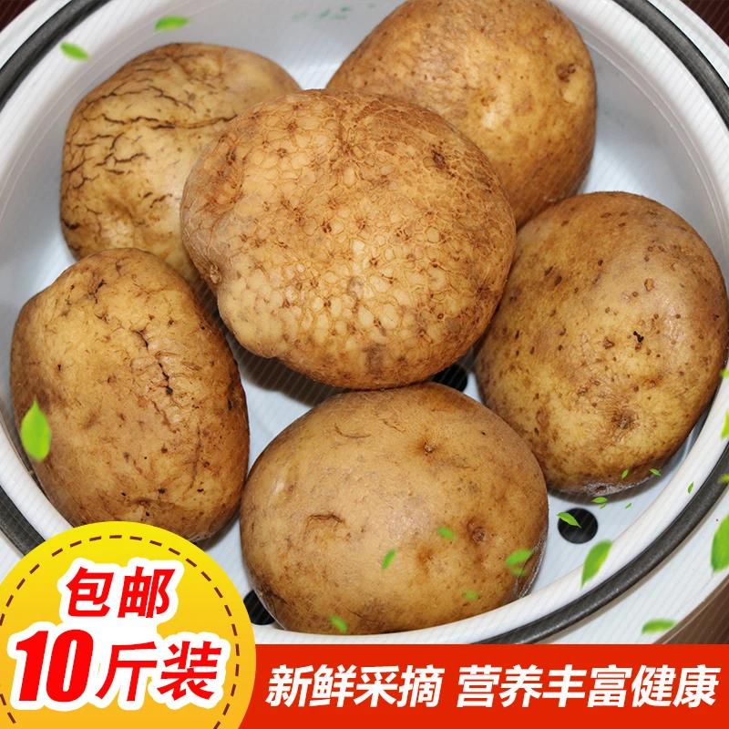 2025云南巧家开花洋芋农家南方土豆马铃薯开花土豆老品种净果9斤