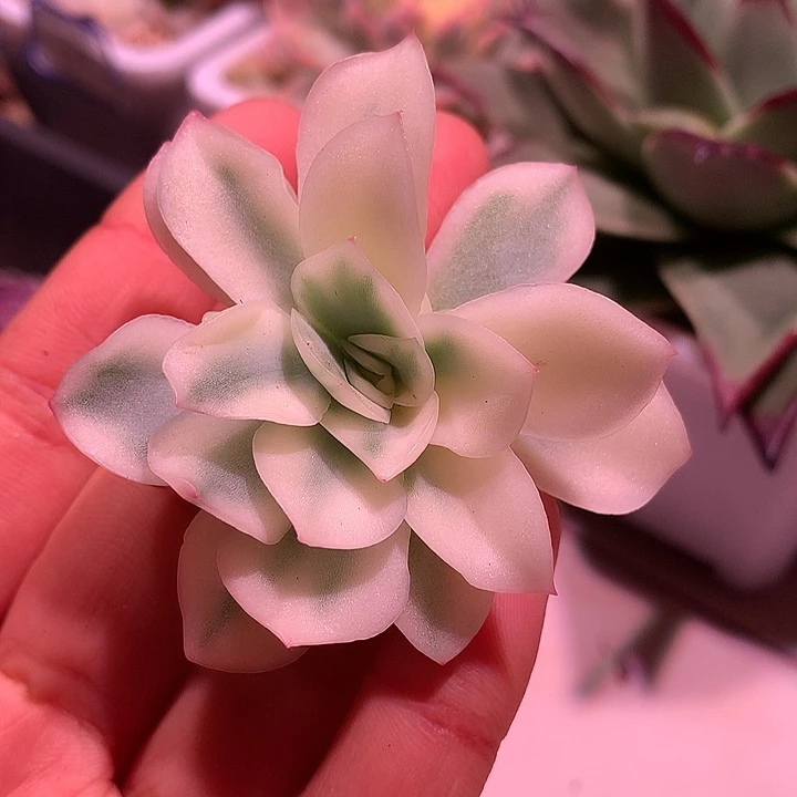 寒酥锦锦锦锦锦锦锦锦