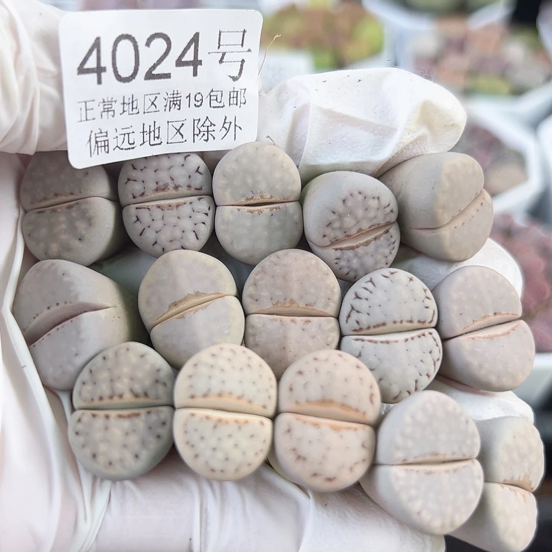 4024 好养易活生石花大母本15个