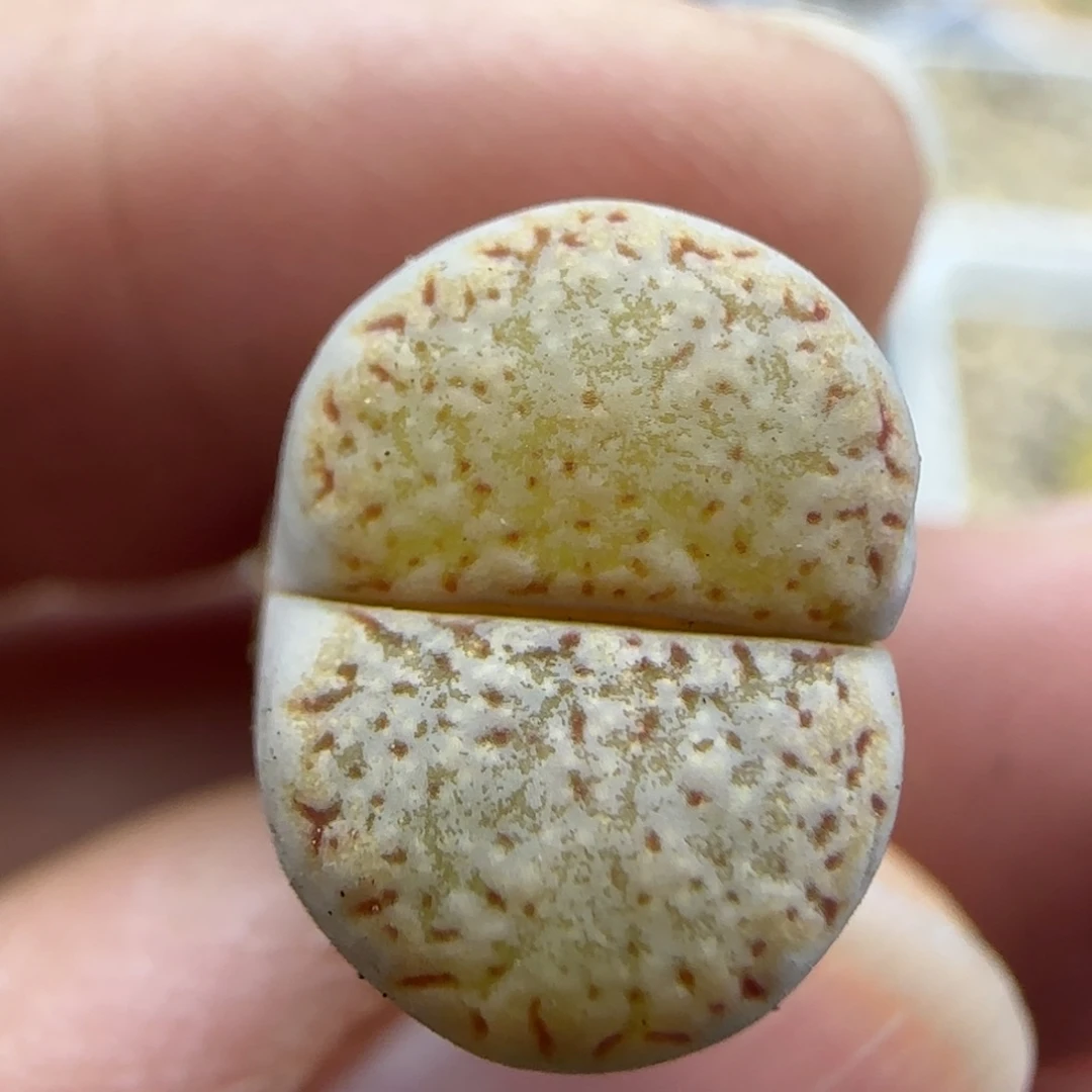 89饼干清框福利30包邮