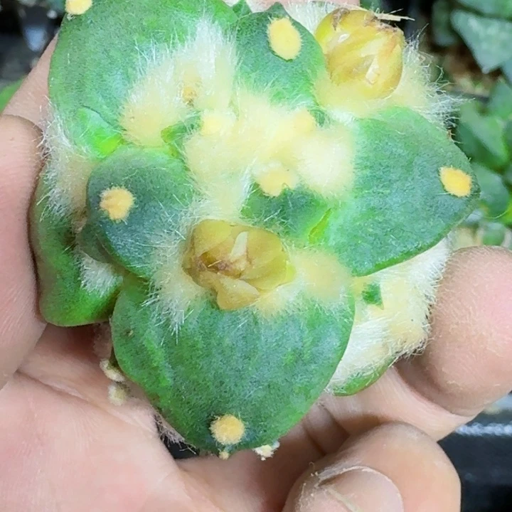 无花朵苗接怒涛209