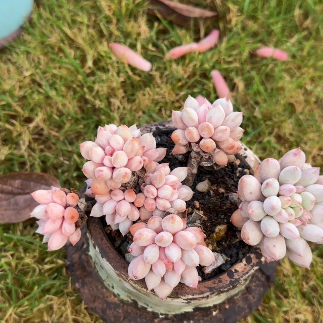 多肉植物多肉植物