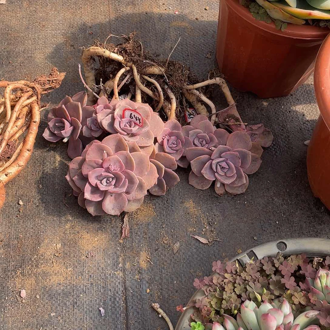 644彩虹糖 一物一拍多肉