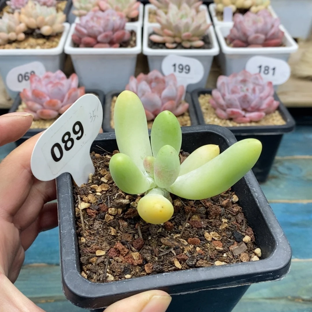 089号，芒果系列彩芒，