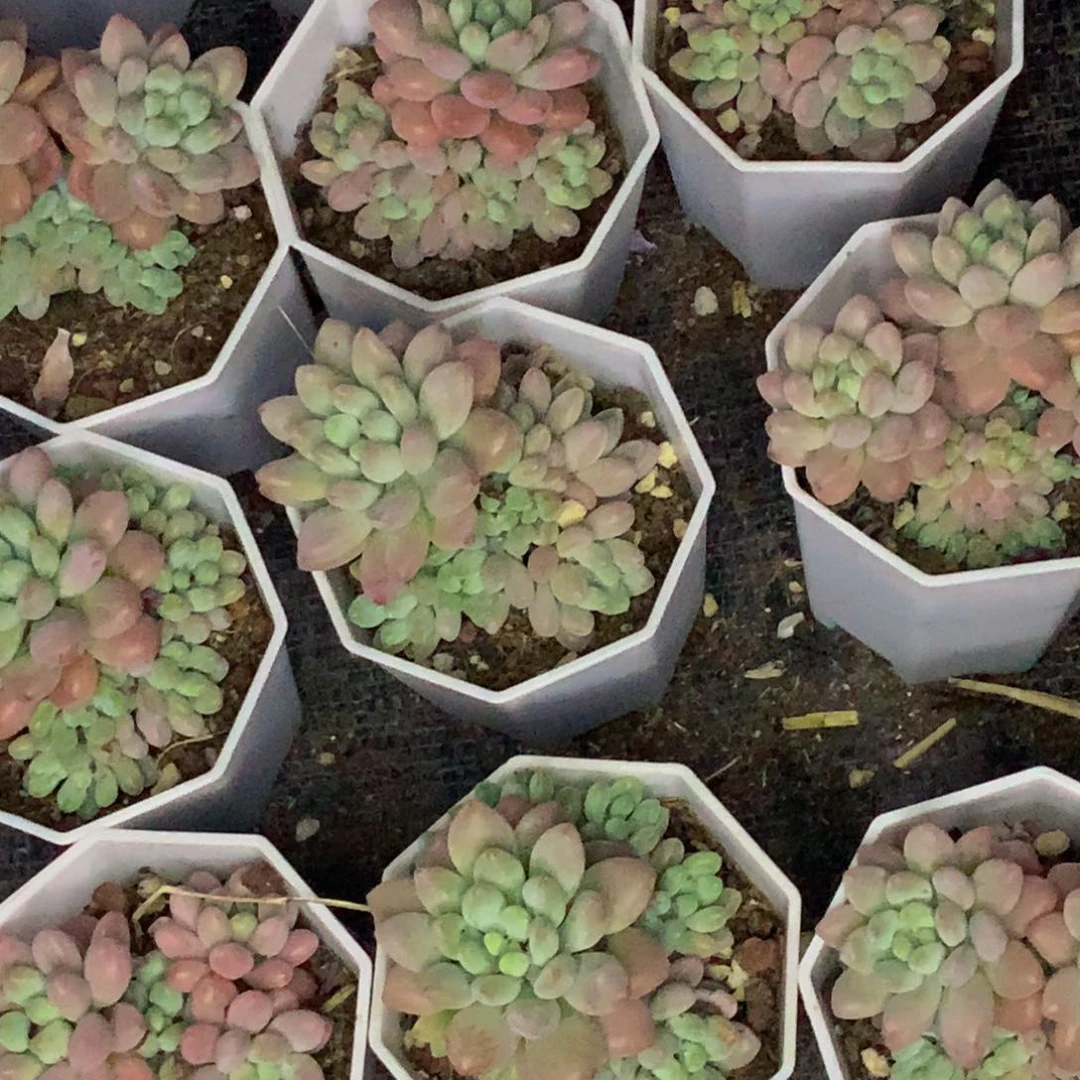 鱼子酱。（满9.99包邮不满9.99发叶子）