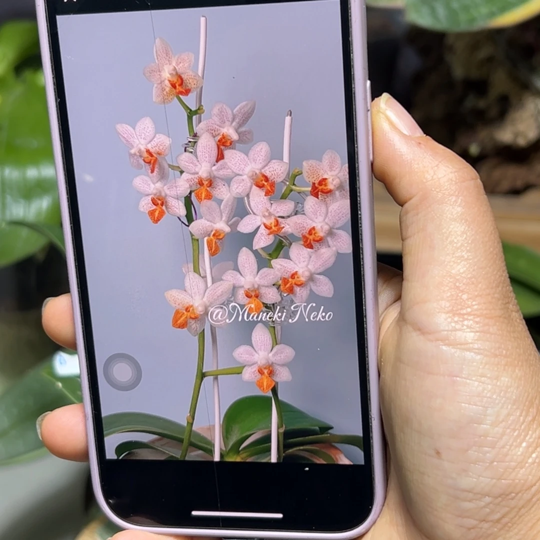 无花朵迷你马克抽梗苗