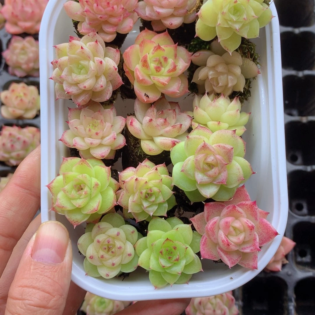 反反复复还是很开心的040