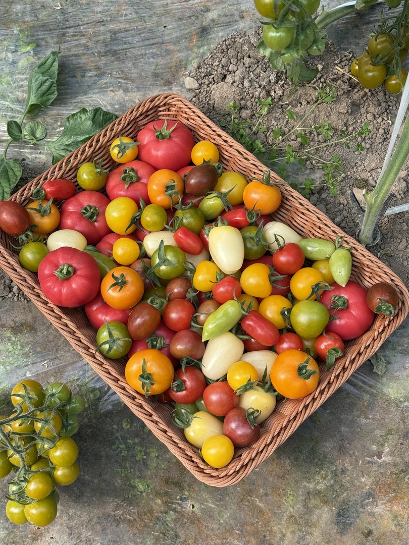 彩色小番茄混合3斤装 口感酸甜 自然成熟现摘现发