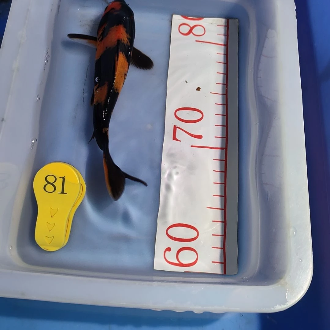 海水鱼红白大正昭和菲血白写