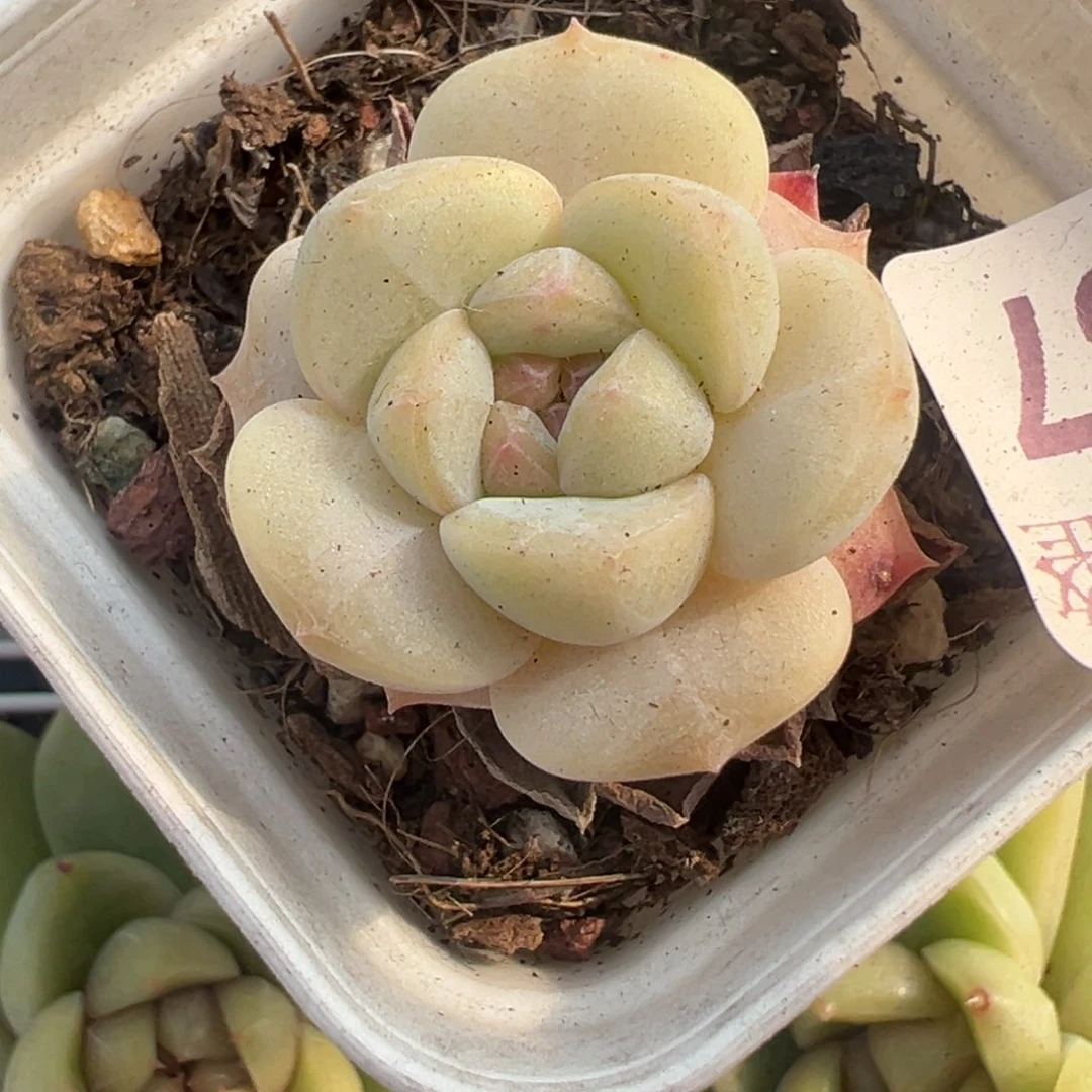 小卡拉米糖心一物一拍