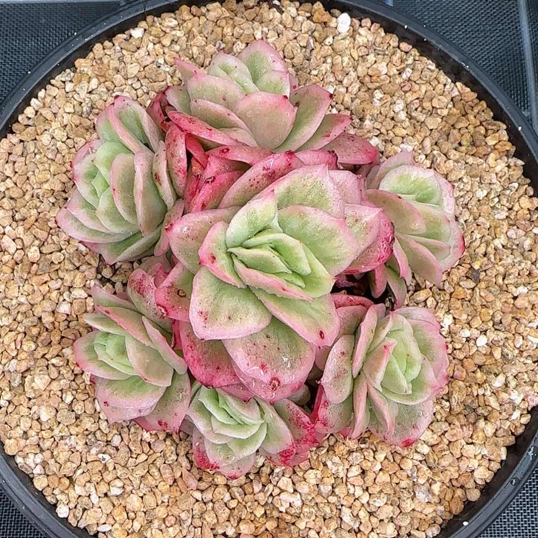 从前慢甄选多肉编号冰玫瑰锦