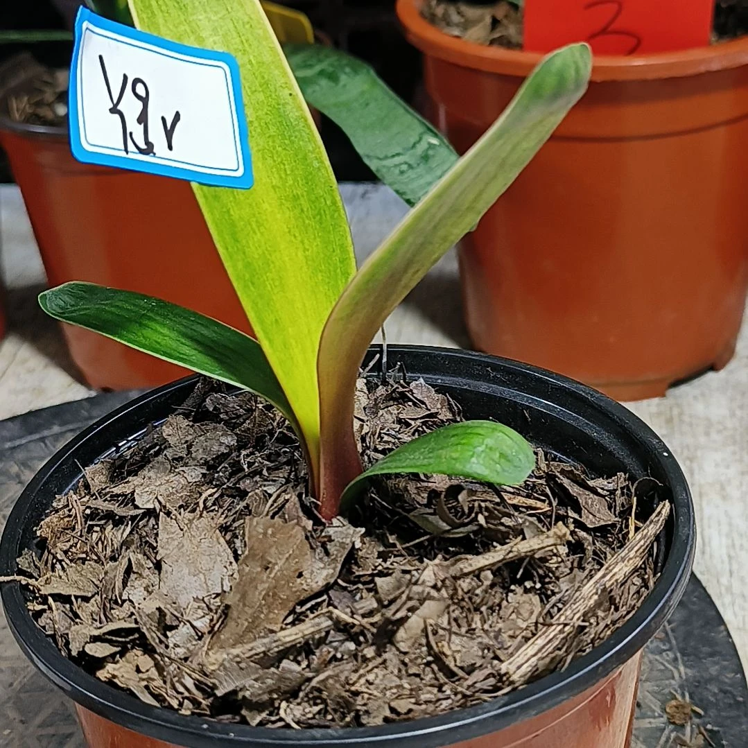 完全开放y*r君子兰