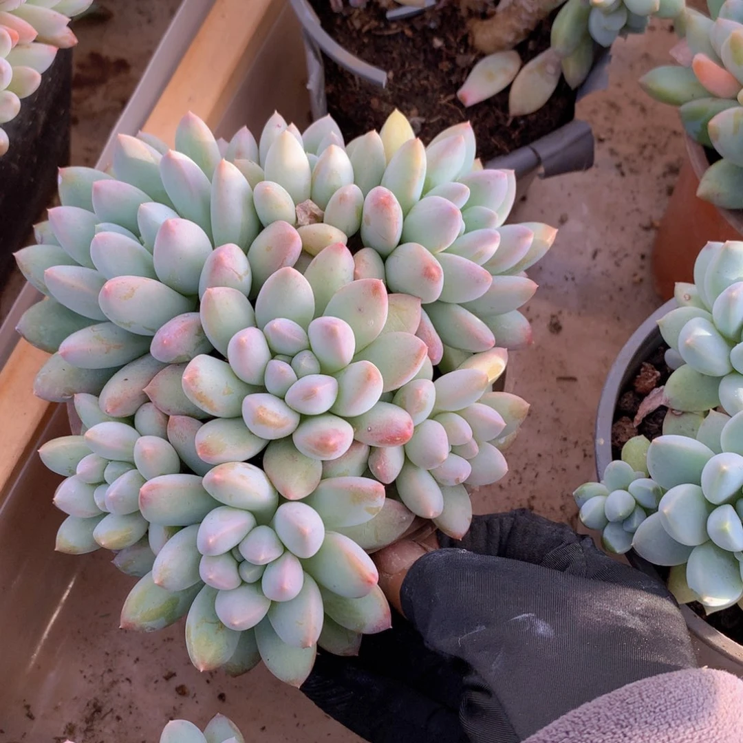 氢****发大叶奶糖13公分一物一拍