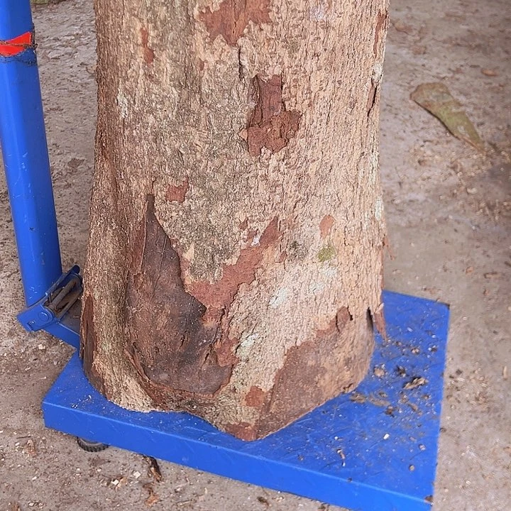 小叶桢楠原木毛料